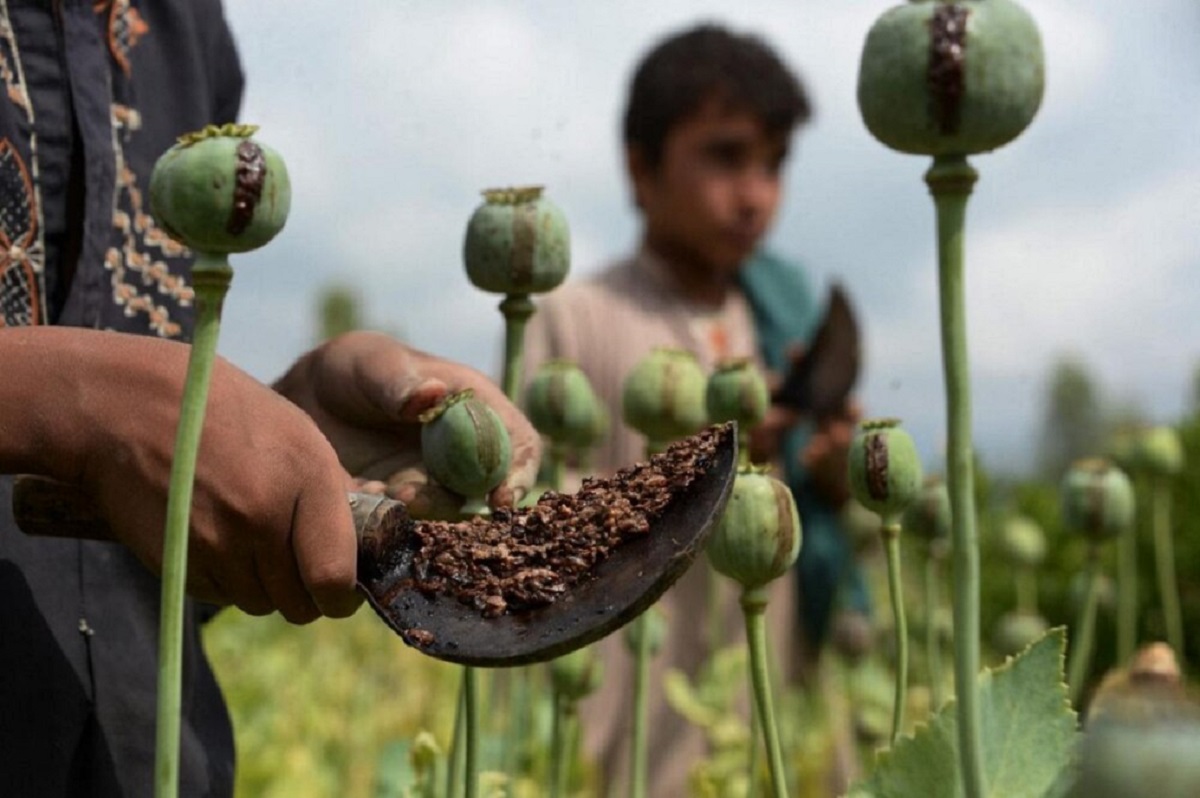 منع کشت خشخاش در حکمرانی طالبان