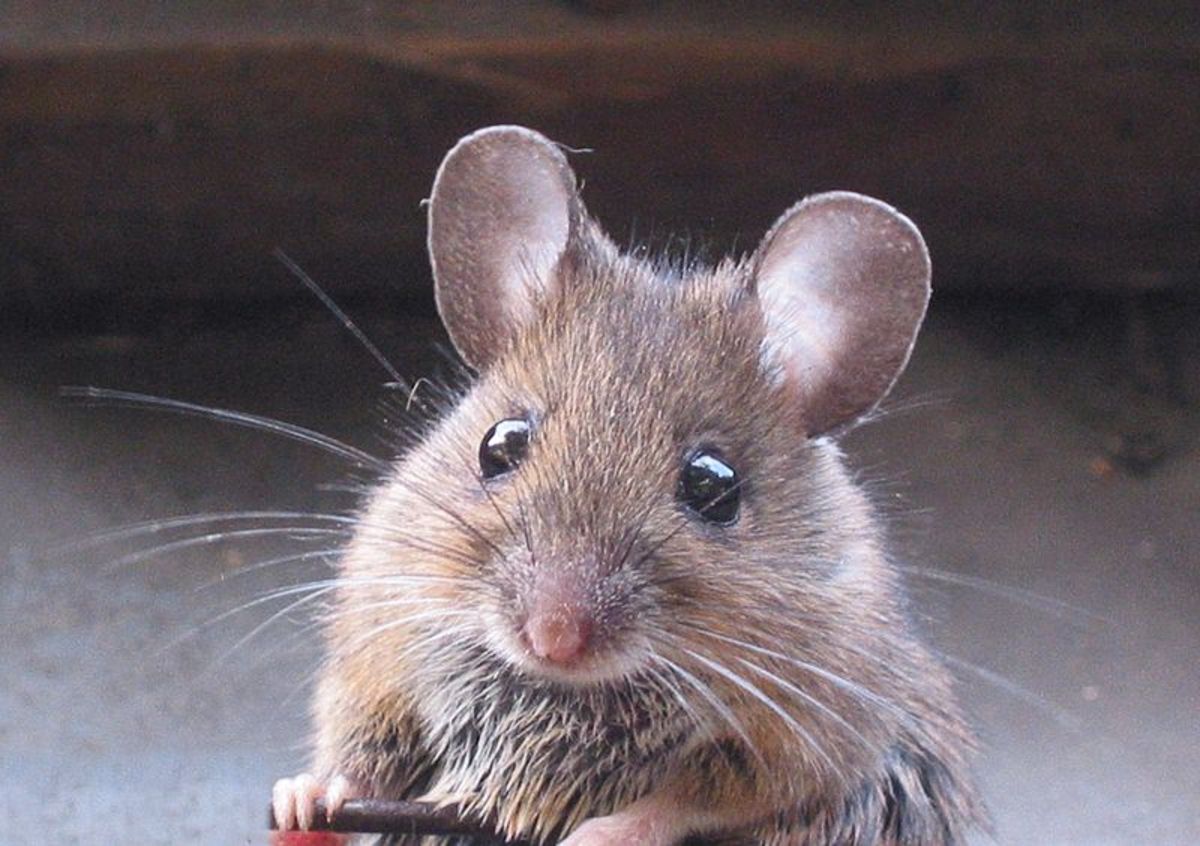 موش‌های غول‌پیکر متروپل