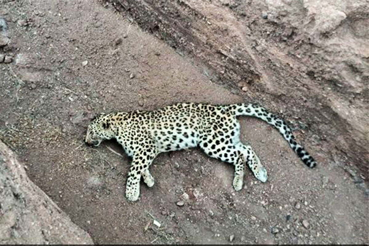 توله یوزپلنگ ایرانی تصادف