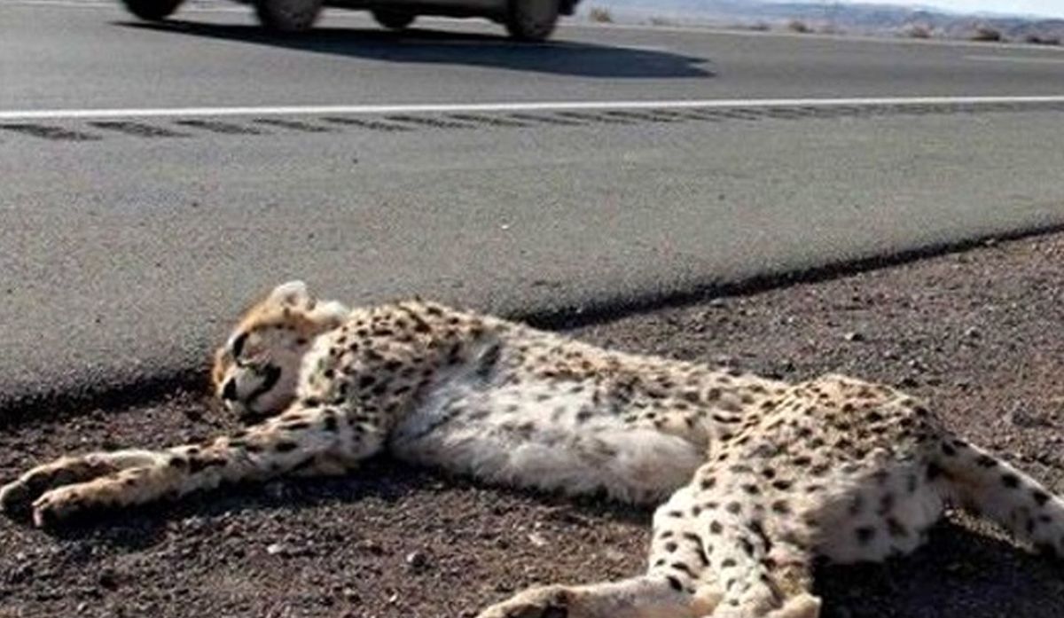 توله یوزپلنگ ایرانی تصادف