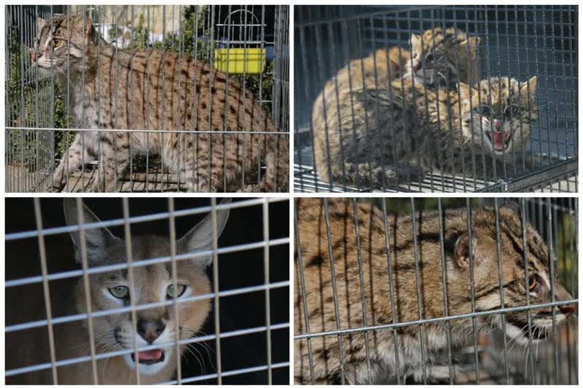 کشف شدن یک محموله قاچاق حیات وحش در تهران