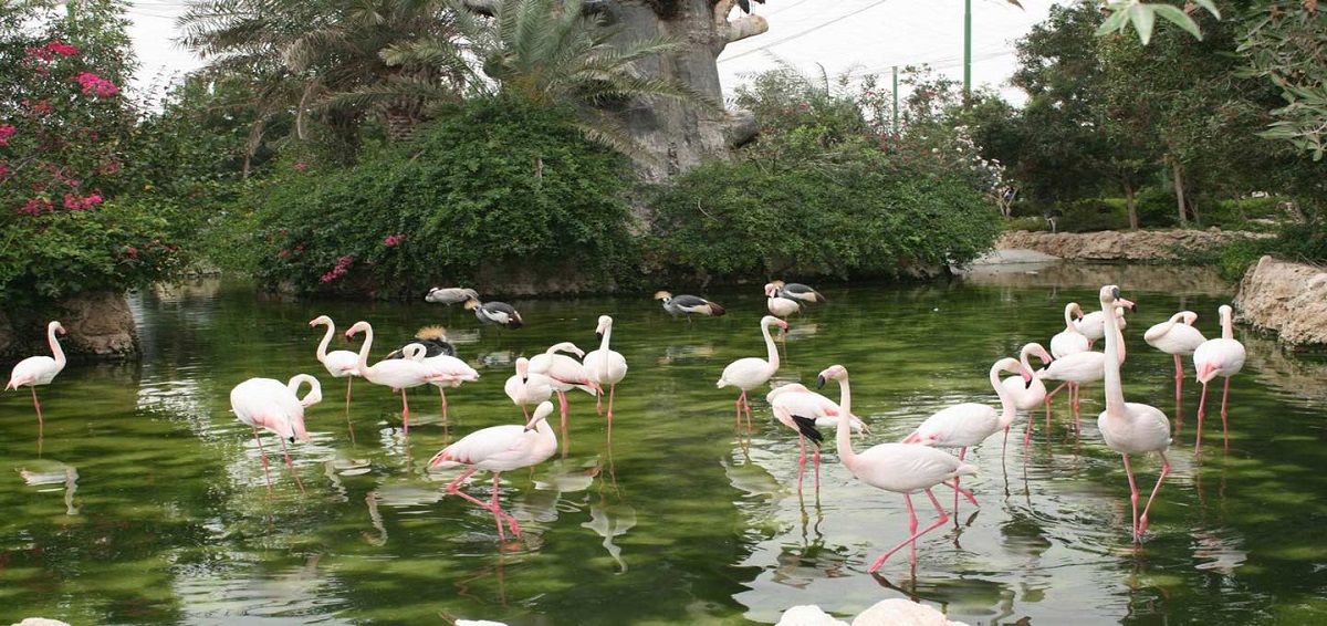 پلمپ شدن باغ پرندگان مشهد