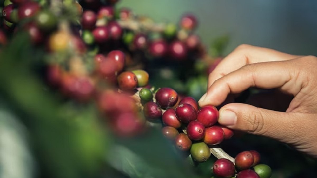 خواص قهوه عربیکا برای لاغری