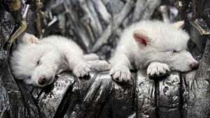 نماد خاندان استارک